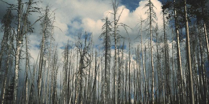 从语言培训到成功留学:揭秘金智成教育家长课堂如何构建高效家校共育体系