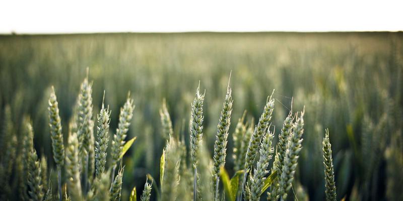 从迷茫到自信：金智成教育海外预备营如何实现留学生活无缝衔接